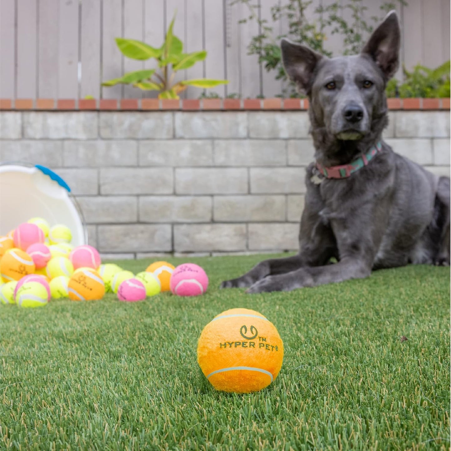 Hyper Pet Tennis Balls for Dogs (Safe Ball for Exercise and Training) Interactive Dog Toys work with Hyper Pet K9 Kannon K2 Dog Ball Launcher - 4 Pack 2.5" Orange