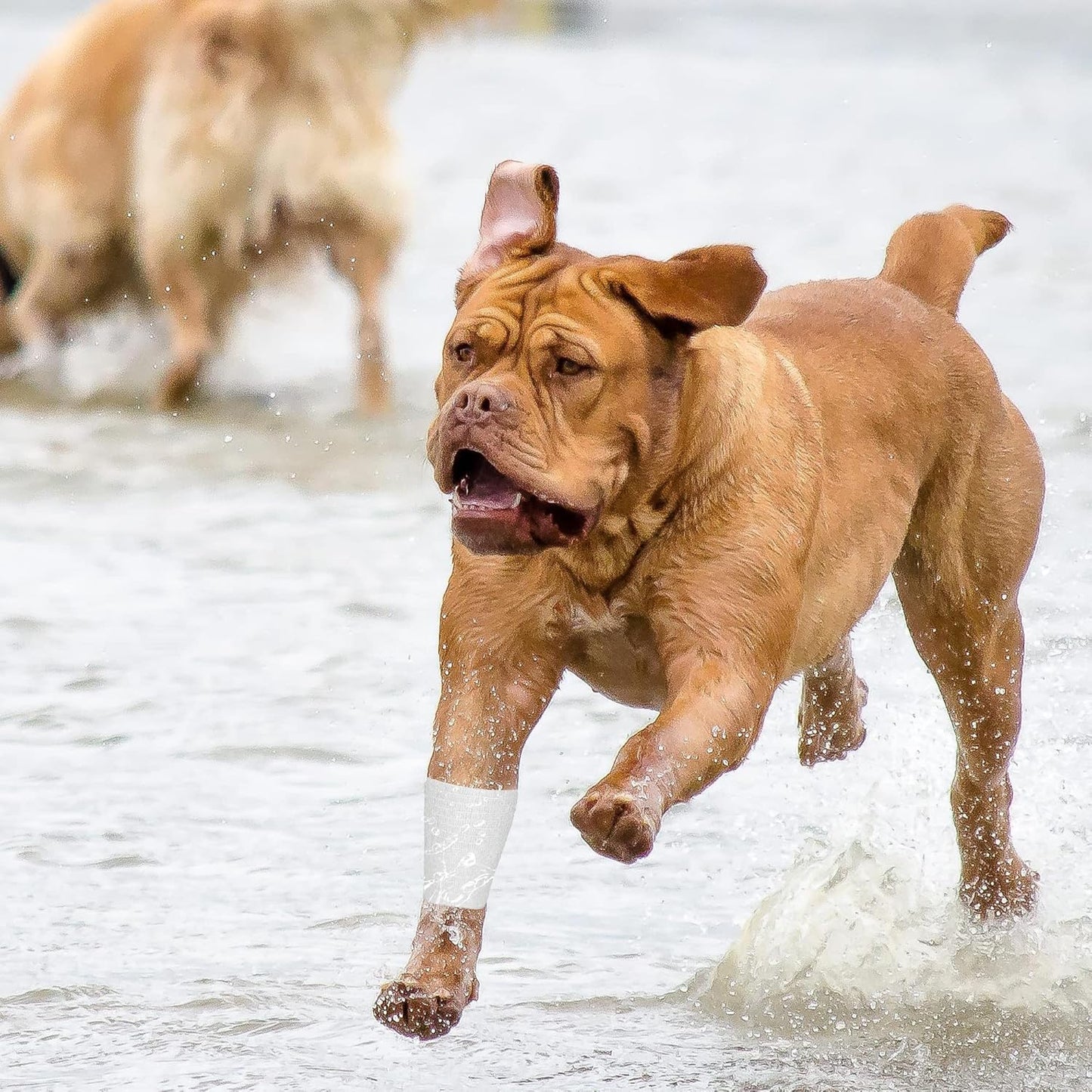 8 Rolls Cohesive Bandage 2” x 5 Yards Self Adherent Bandage Wrap Breathable Vet Tape Elastic Adhesive Bandage for Sports, Wrist, Ankle, Tattoo Wraps(White)