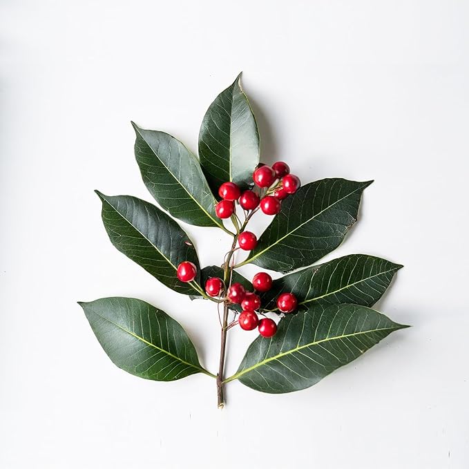 Essential Oxygen Certified BR Organic Brushing Rinse, All Natural Mouthwash for Whiter Teeth, Fresher Breath, and Happier Gums, Alcohol-Free Oral Care, Wintergreen, 32 Ounce