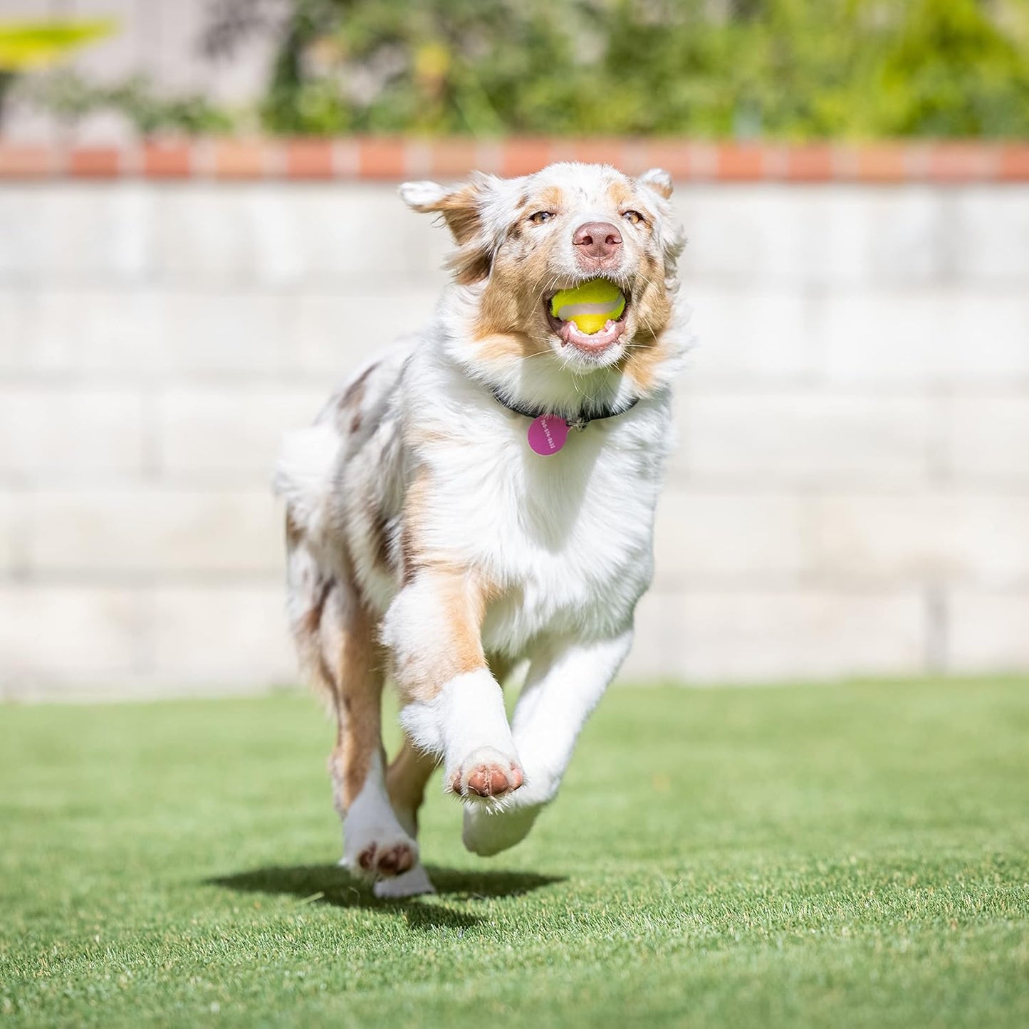 Hyper Pet Mini Tennis Balls for Dogs - 12 Pack (Dog Ball Toys for Exercise, Fetch K9 Mini Kannon K2) Interactive Toys & Tennis Balls - Great for Small Dogs