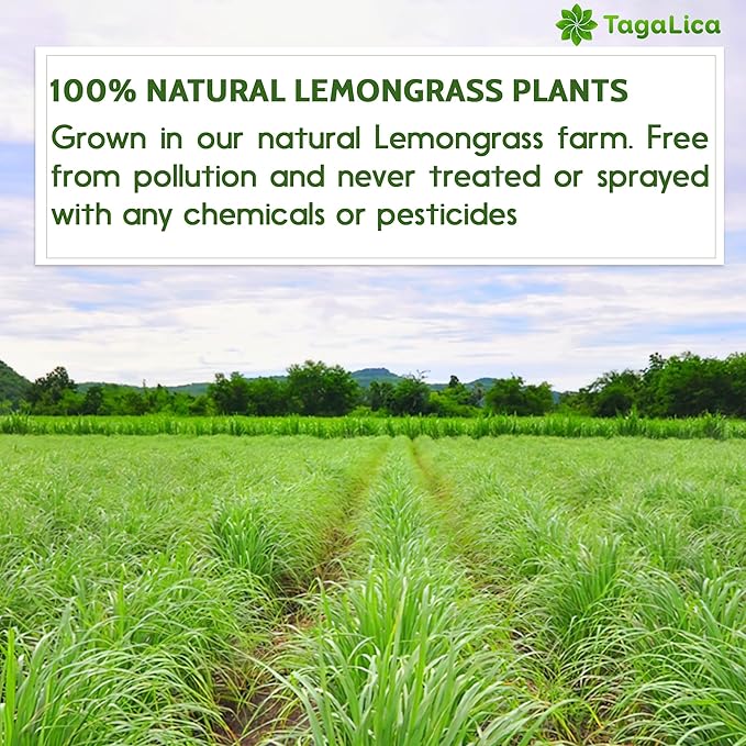 135 Lemongrass Tea Bags, 100% Natural & Pure Lemongrass leaves, Eco-Conscious Tea Bags, Lemongrass Herbal Tea. Lemongrass Leaf Tea. No Sugar, No Caffeine, No Gluten, Vegan.