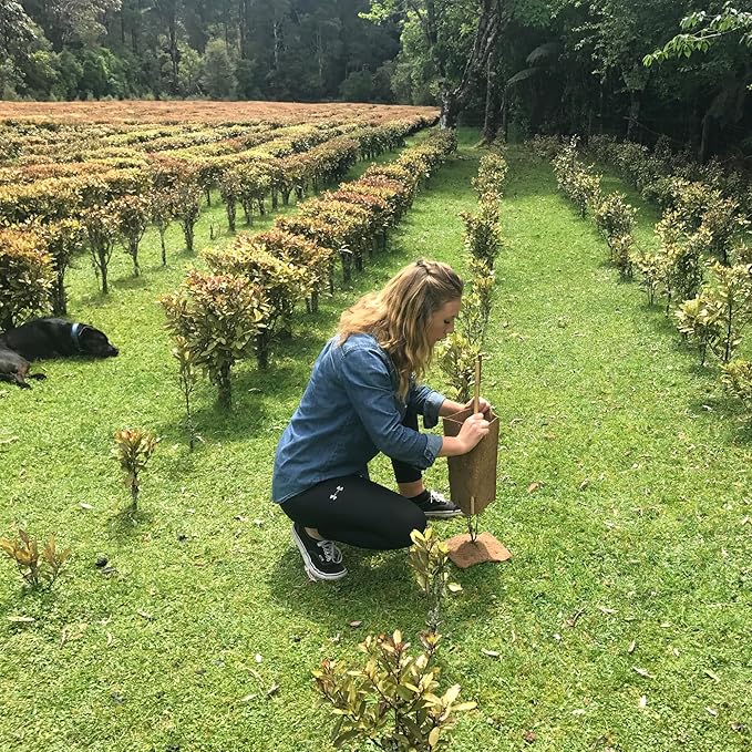 Kolorex Gut Care Candida Balance (Advanced Candida Care) 60ct